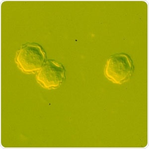 Cysts of Acanthamoeba spp. in culture. Image Credit: CDC - DPDx